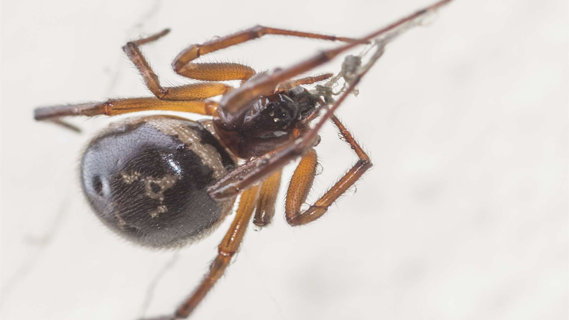 False widow spiders are originally from the Canary Islands. Stock pic