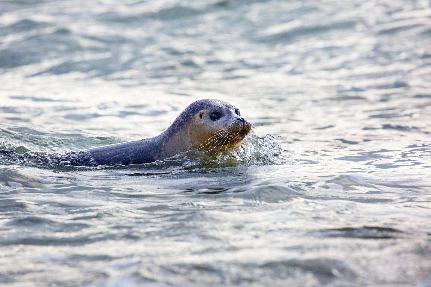 And there she goes! Happily back swimming in the sea