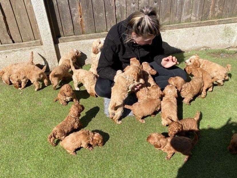 The three litters take up most of their day - meaning there's no time to get bored in isolation