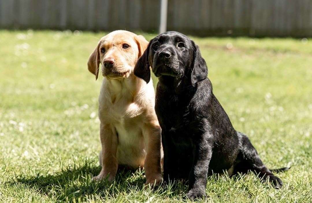 TPD Hector and Hudson. Picture: kentpoliceuk on Instagram