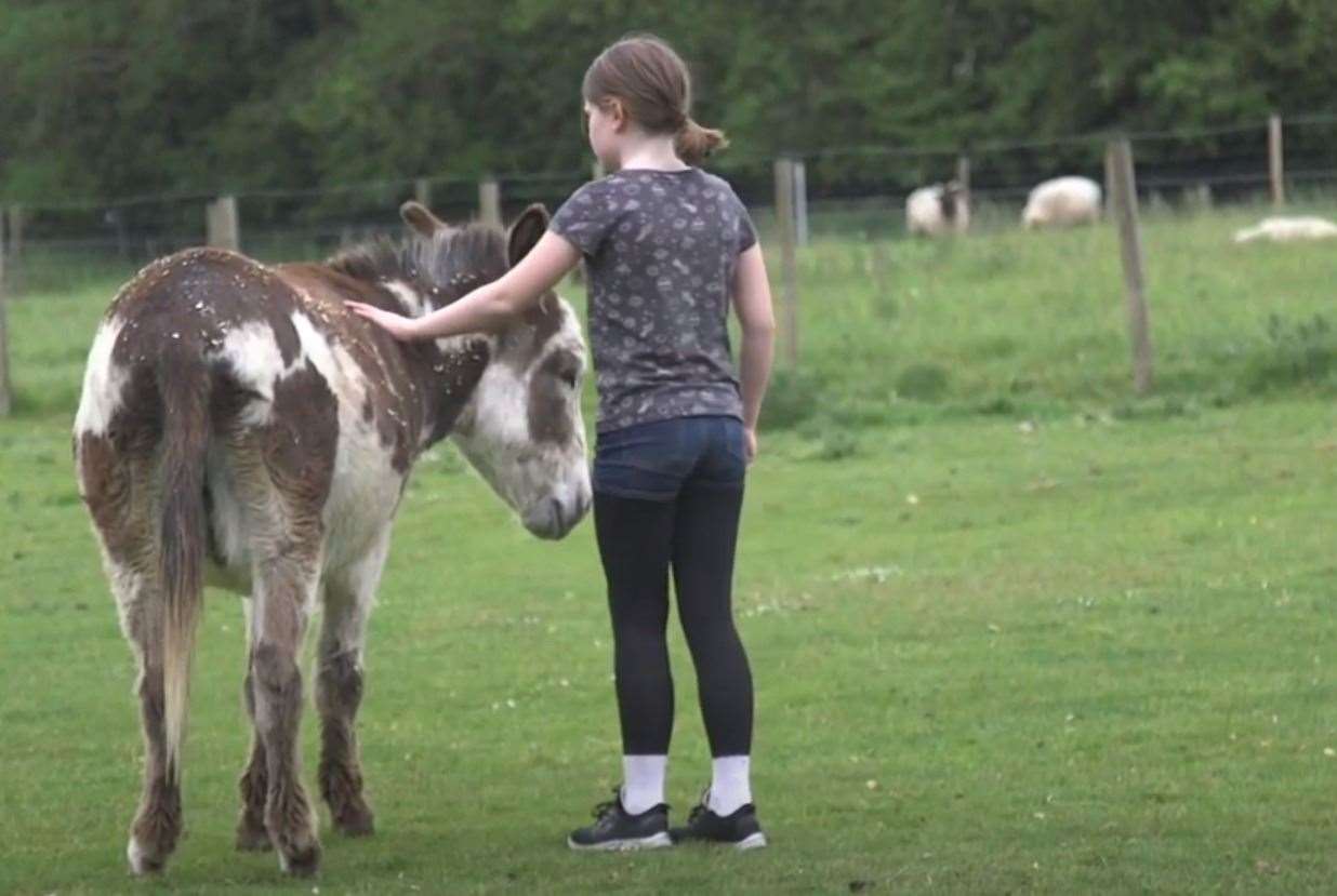 Dandelion Time offers children the chance to meet farm animals Picture: Dandelion Time