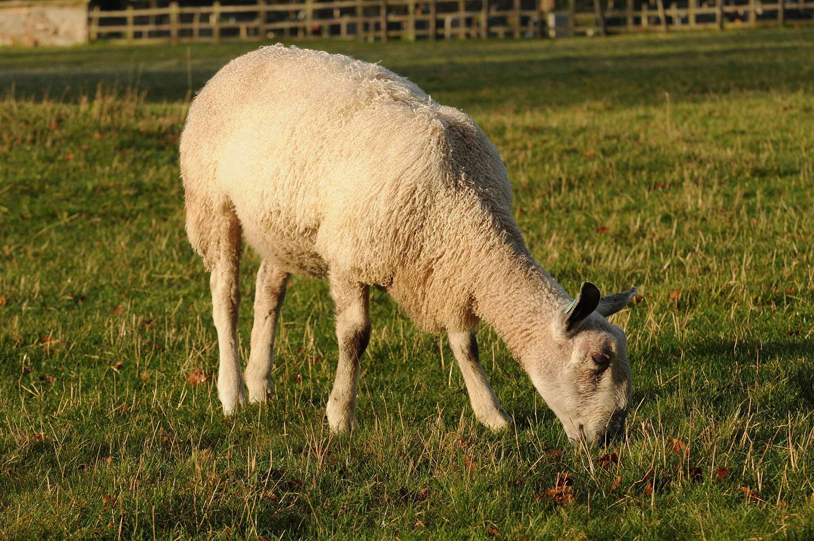 There has been three incidents of sheep worrying