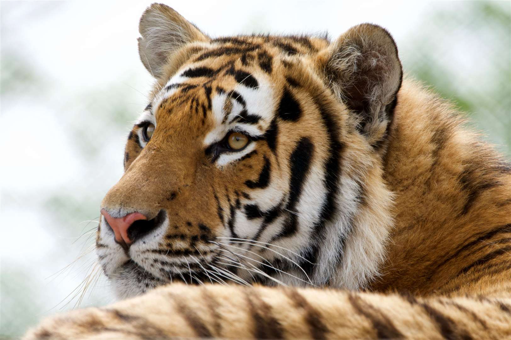 Two tigers are being kept on a separate site by Wingham Wildlife Park. Picture: Jamie Reeve