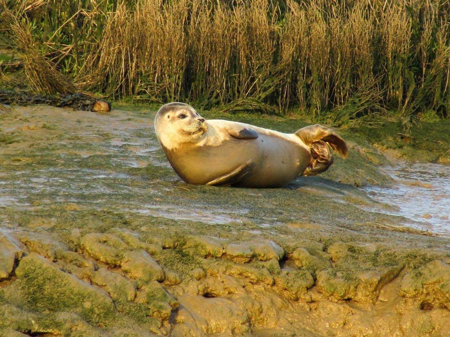 A seal sunbathing on Faversham Creek outside The Shipwright's Arms Picture: Mike Rogers