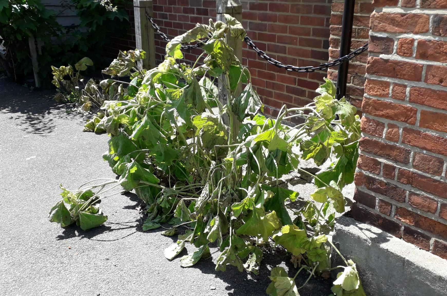 First the hollyhocks in Borstall Hill wilted and then shrivelled and dried up completely