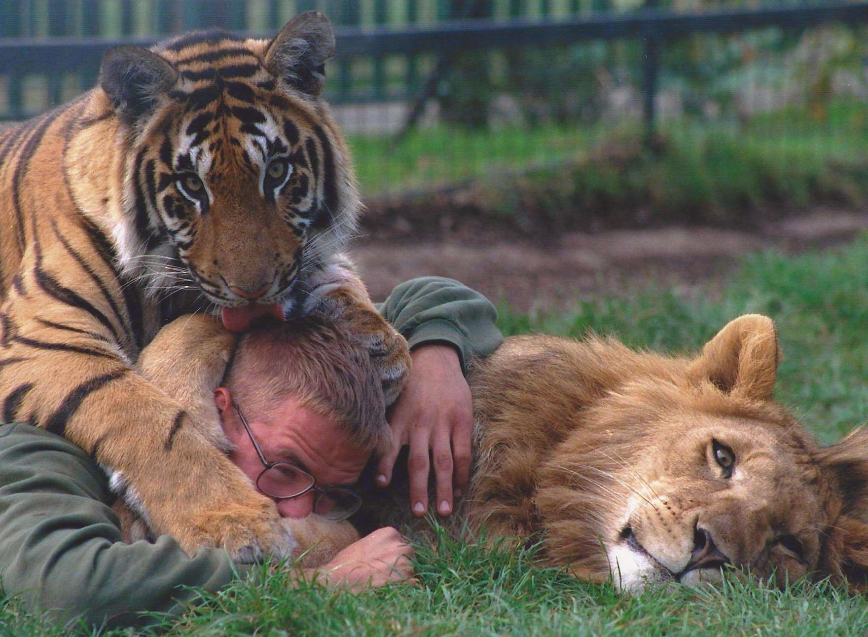 Giles Clark with big cats in Australia