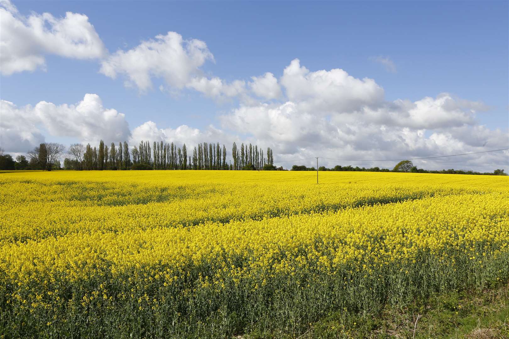 Land owned by the Duchy of Cornwall in southern Faversham is earmarked for 2,500 homes