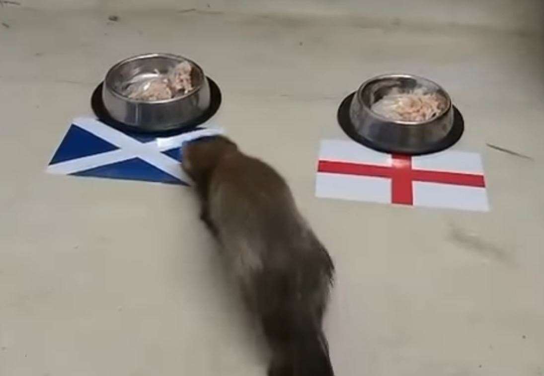 Fred the ferret predicted Scotland to beat England in their Euro 2020 match