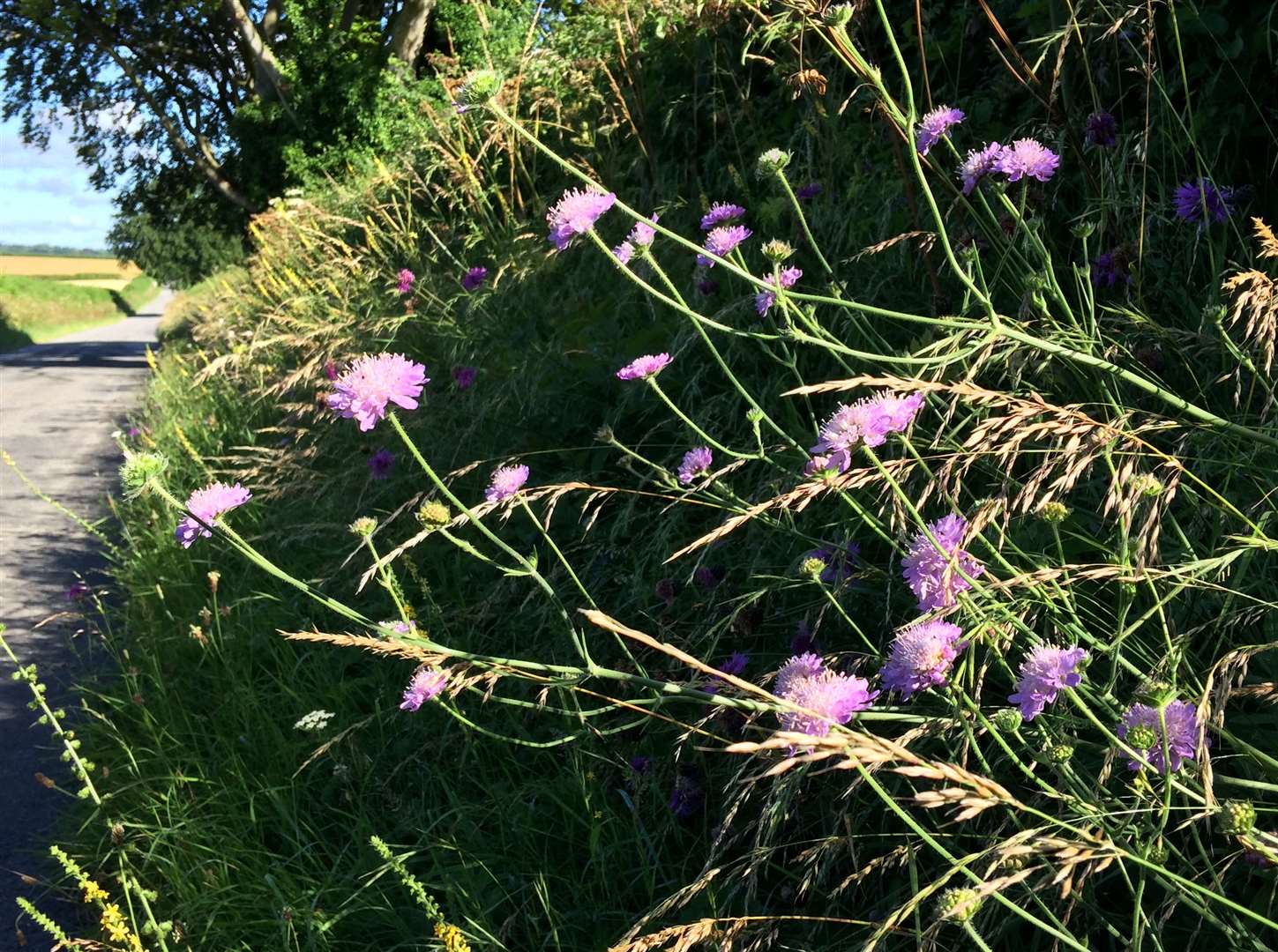 Field Scabious can also thrive on road verges (Trevor Dines/Plantlife/PA)