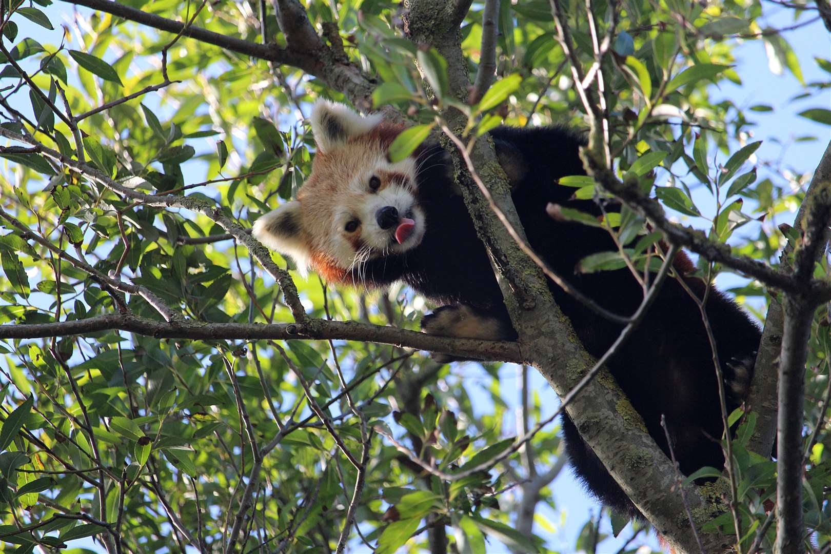 Both the Foundations and Howletts Wild Animal Trust are under investigation