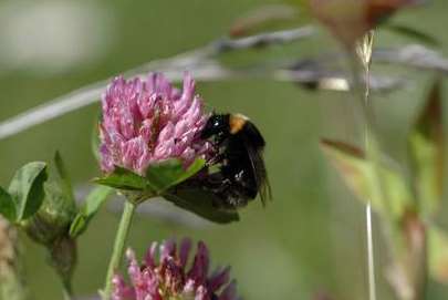 The short-haired bumblebee. Picture: Dave Goulson