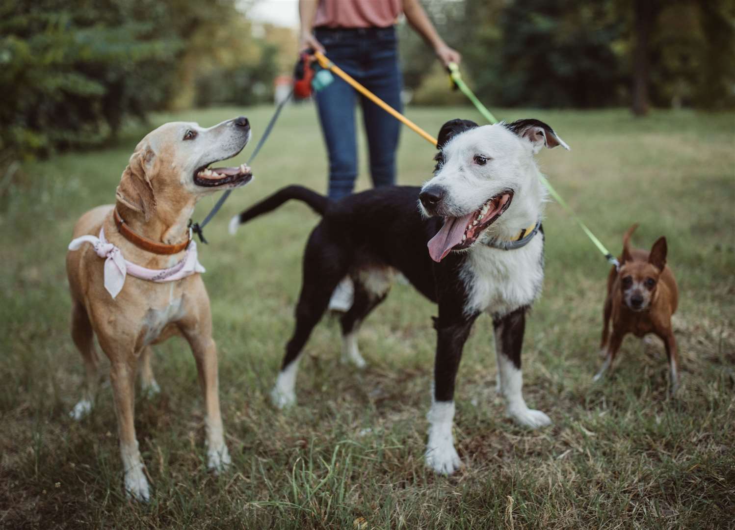 From the cutest and fluffiest to most energetic, the American Kennel Club keeps a variety of dog breed lists. Image: Stock photo.