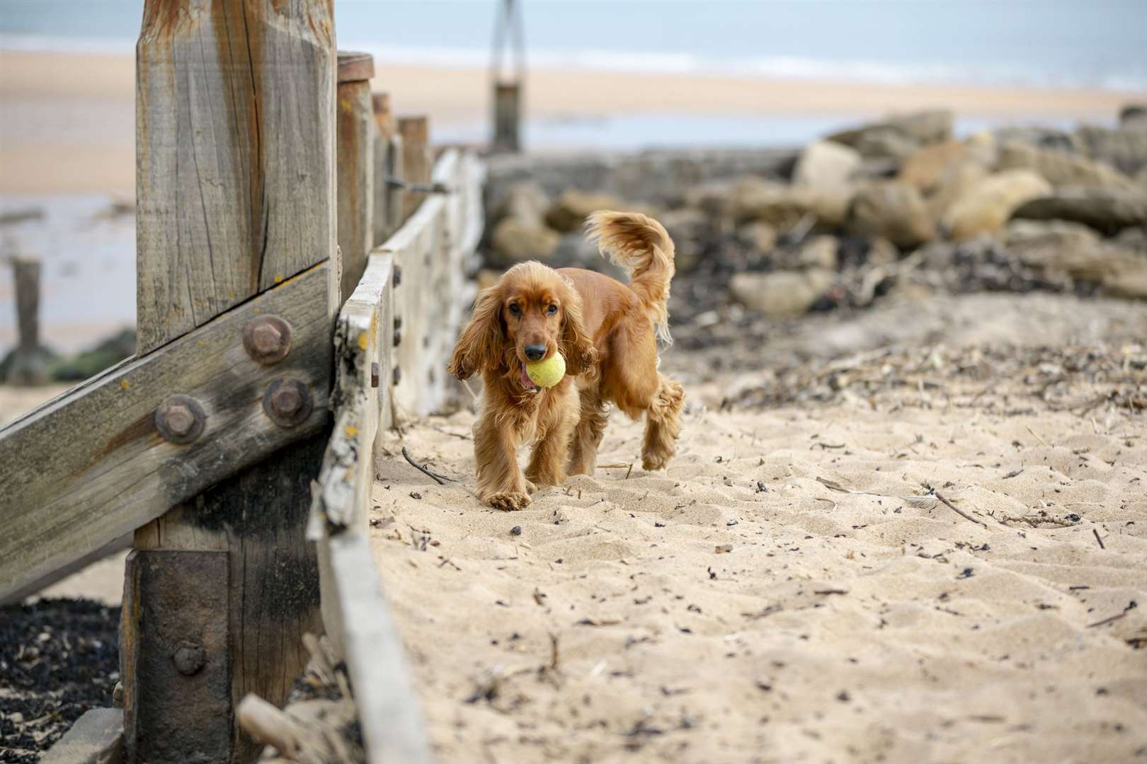 Dogs could spread the virus on their coat or through walking in bird poo say experts. Picture: iStock.