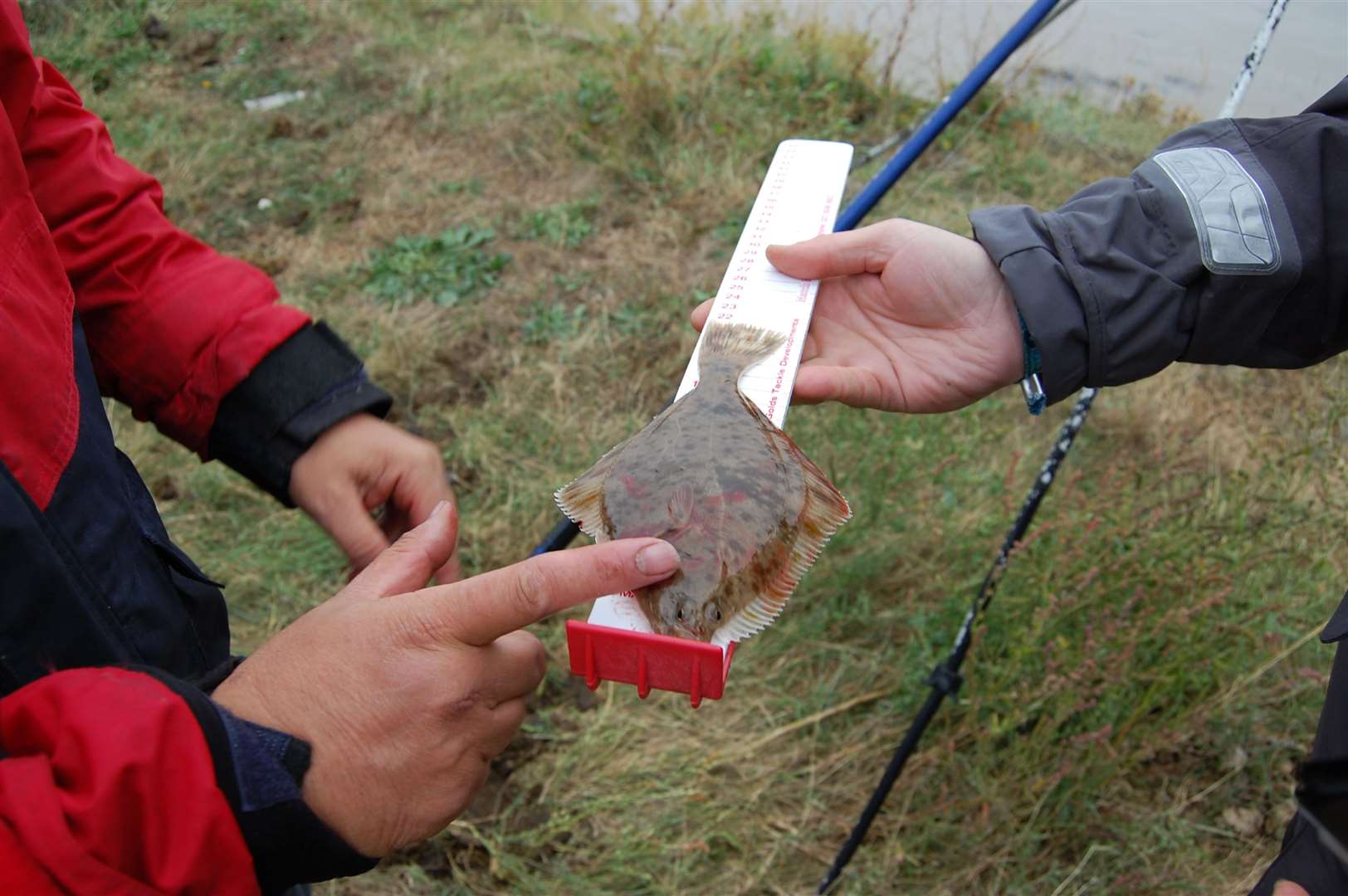 Another fish caught during this year's City of London Thames Fishery Research Experiment. Picture: City of London