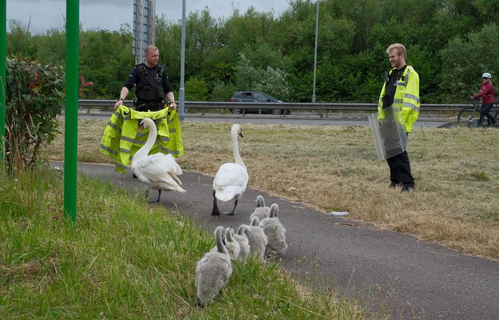 The Hot Fuzz style rescue saw police help the stricken birds. Picture: Malcolm Kirkaldie