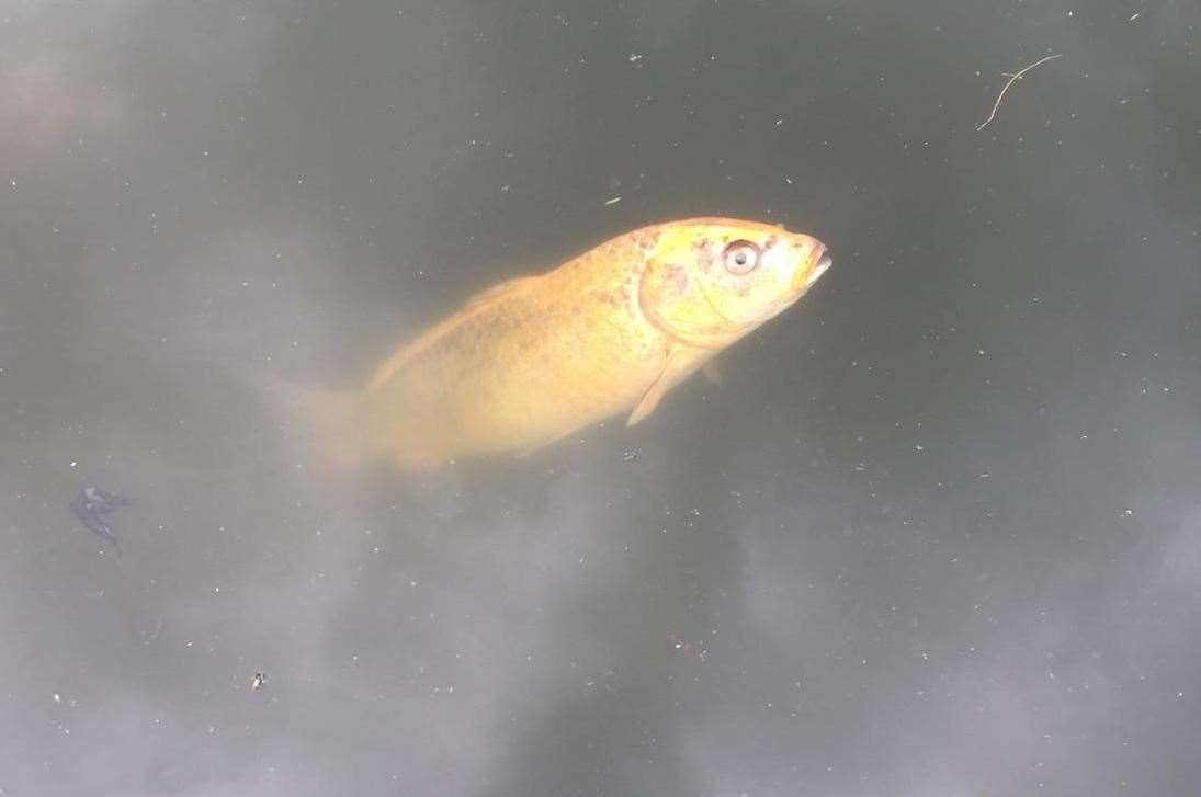 Fish at Holborough Lake. Picture: Brad Voak