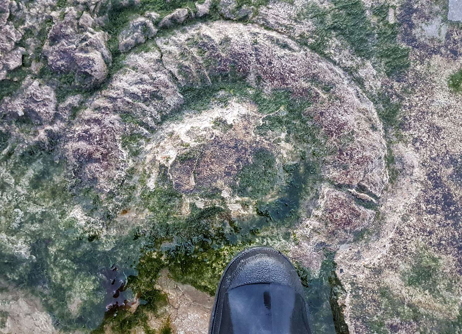 Ammonites and other impressive fossils can be found on the Kent coast. Picture: Frank Leppard