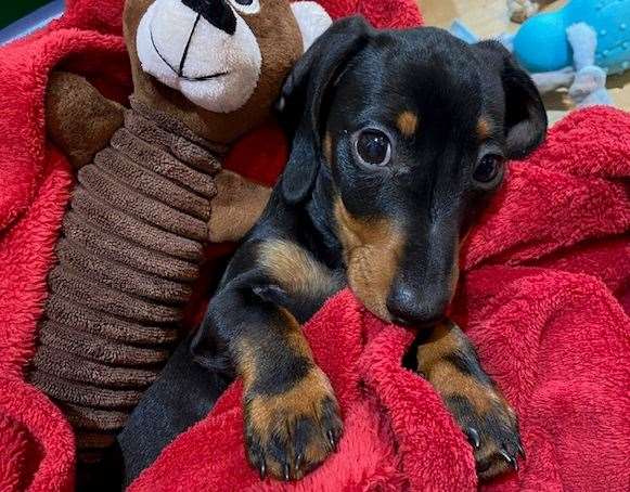 Stanley was just 11 months when he was killed by Bear the bulldog