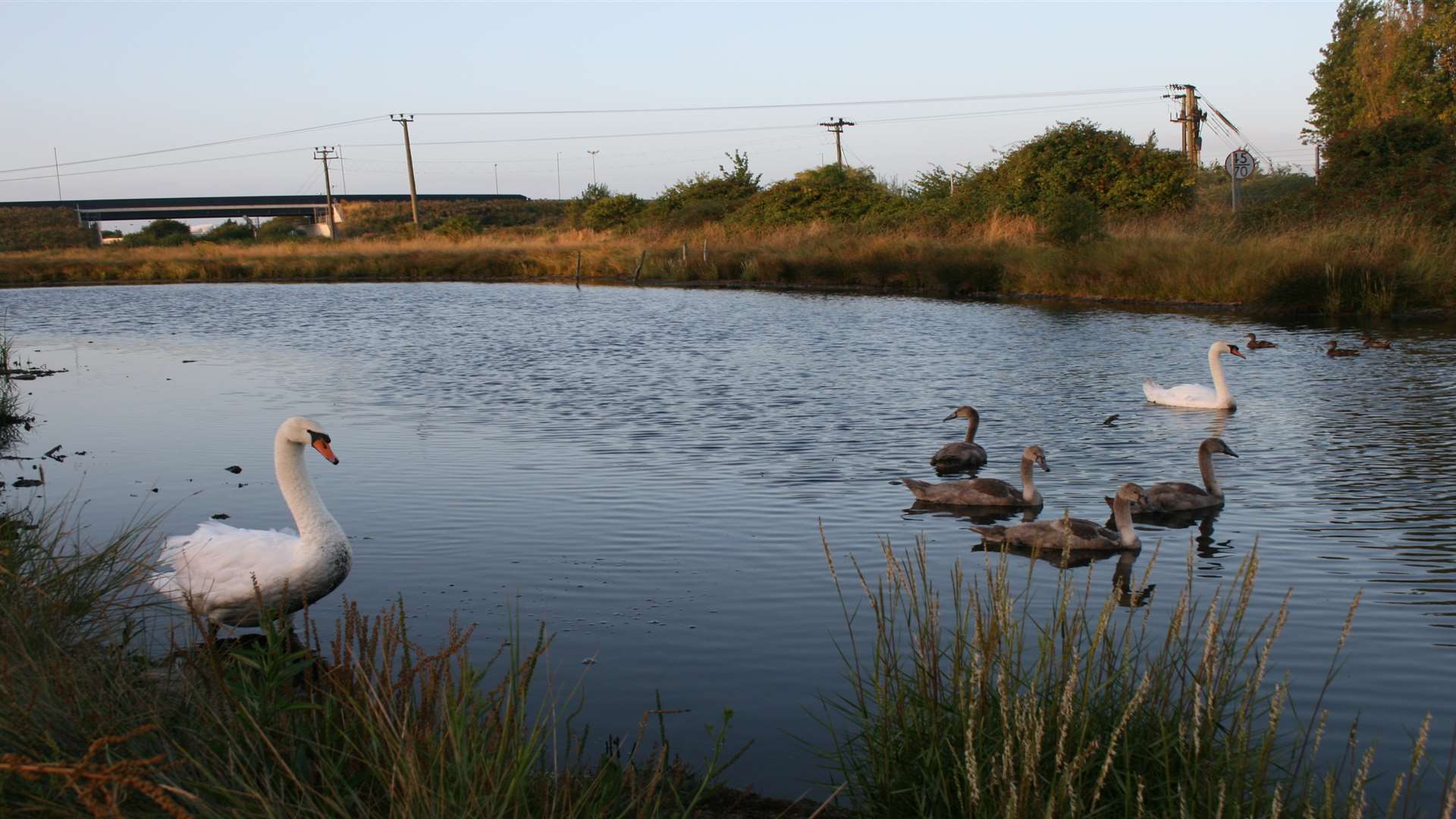 The swans in question