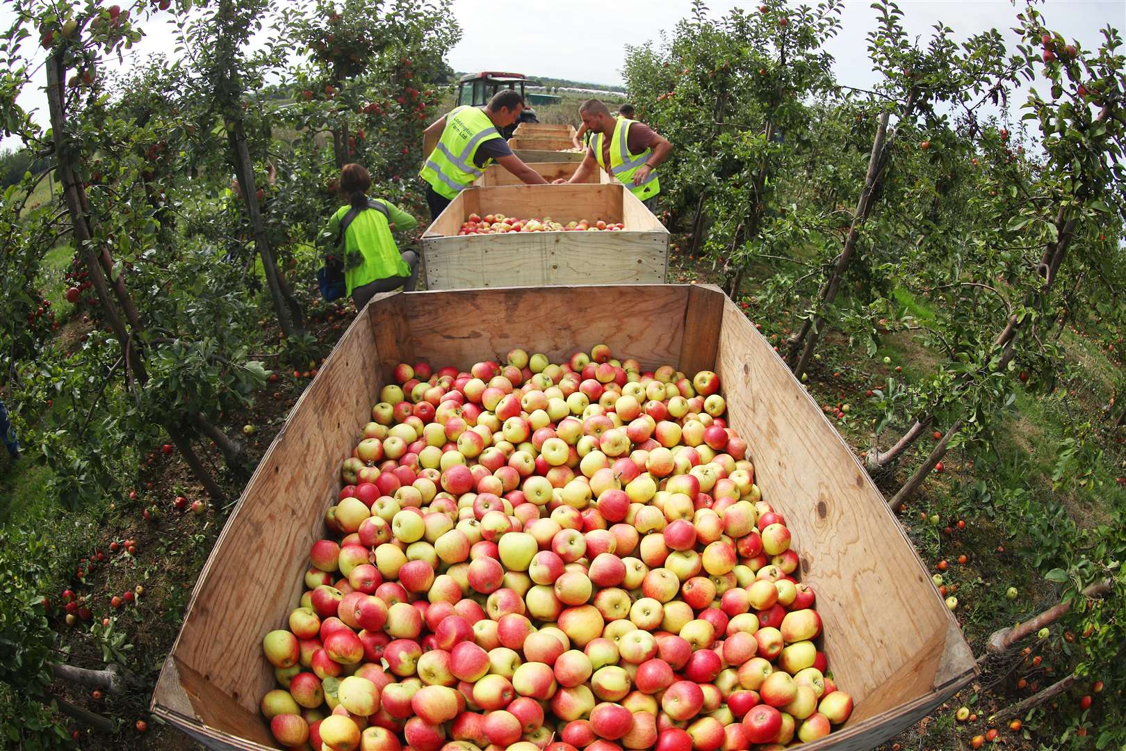 The heatwave generated a bumper crop of apples this year (4146330)