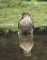 Sparrowhawk