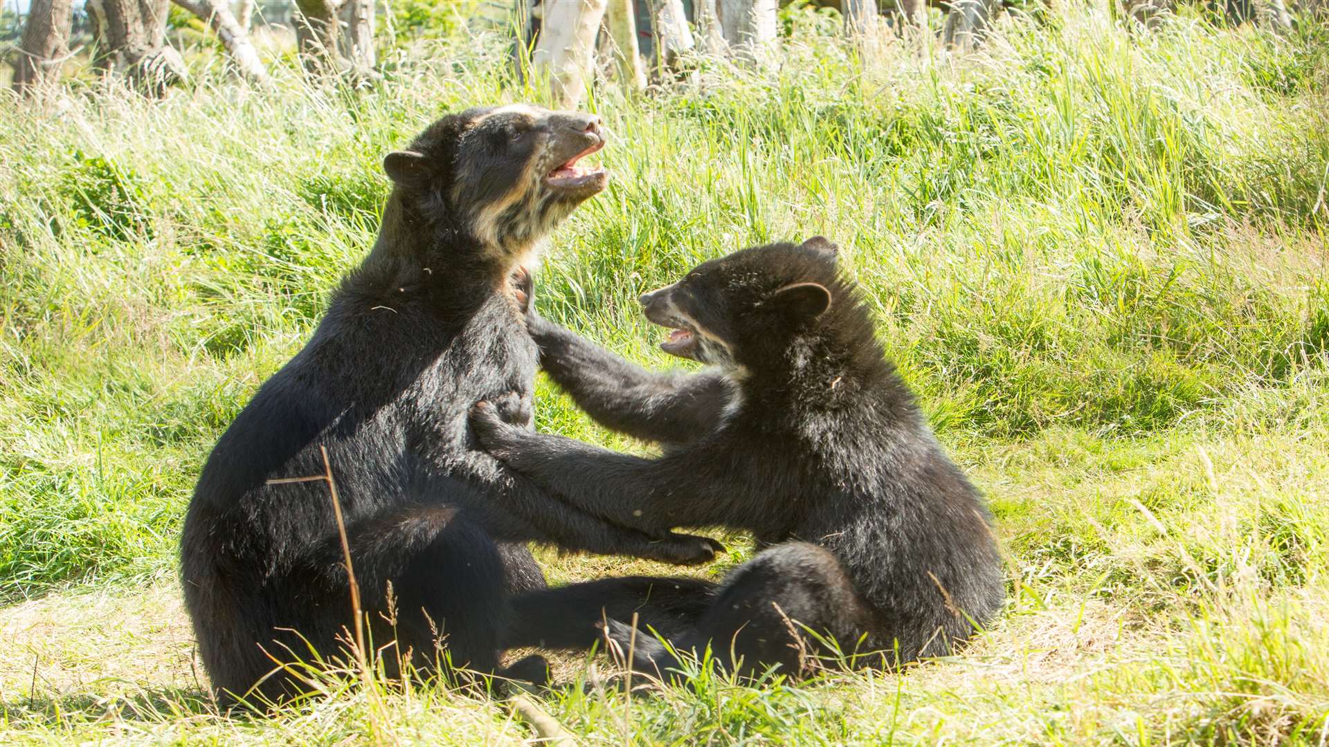 Spectacled bears at Port Lympne