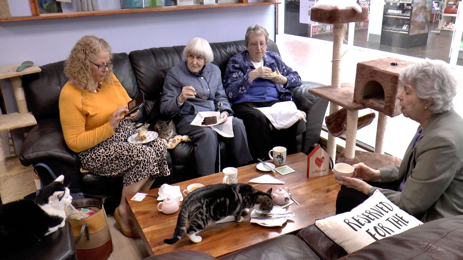 Pensioners with West Kent Befriending Service headed to Paws Cat Cafe on Thursday (7511648)