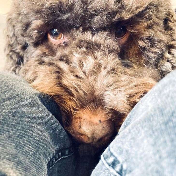 Treacle, the miniature poodle. Picture: John Caro