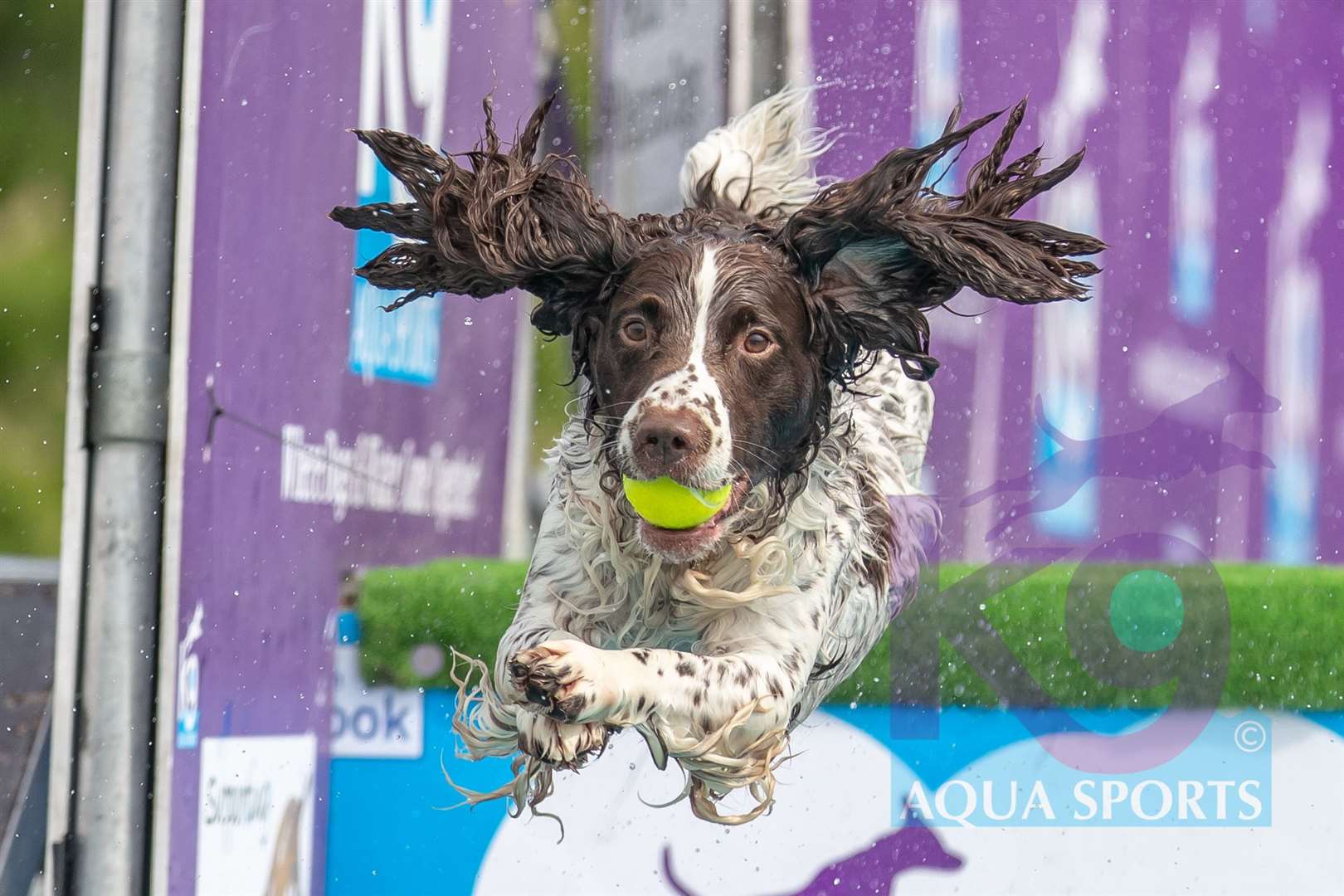 Paws in the Park will have tails wagging once again. Picture: Paws in the Park / Jeremy Sparks