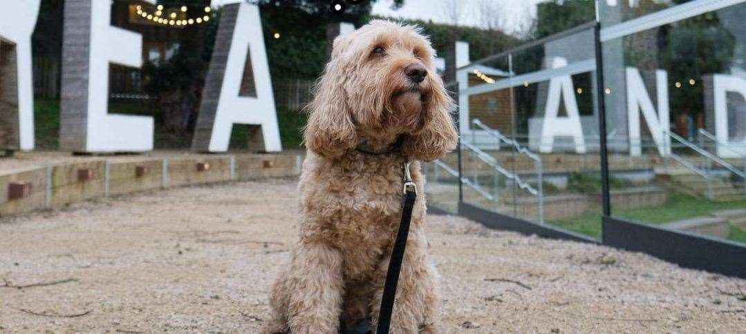 Four-legged friends are welcome to join in with photoshoots and agility courses during the day. Picture: Dreamland