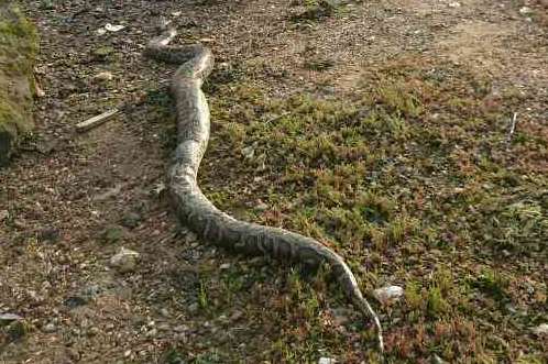 Maidstone landscaper Ross Turner discovered this giant python on the beach on the Isle of Sheppey with his brother Mike Creighton while dog-walking