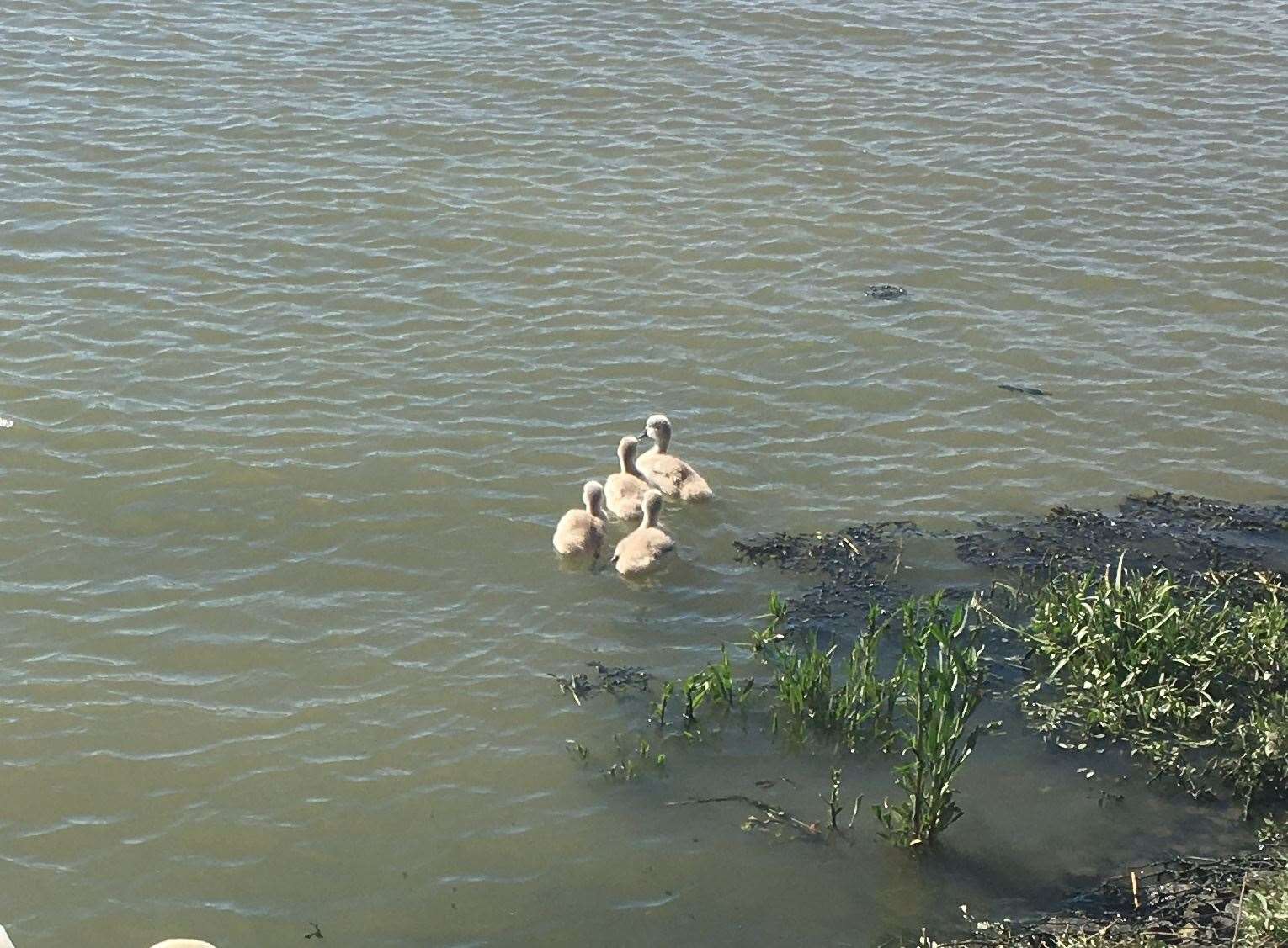 One of the four surviving cygnets was taken in by the RSPCA after getting stuck in the mud