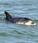 Dave the Dolphin has been in the town for more than a year. Picture: TERRY WHITTAKER