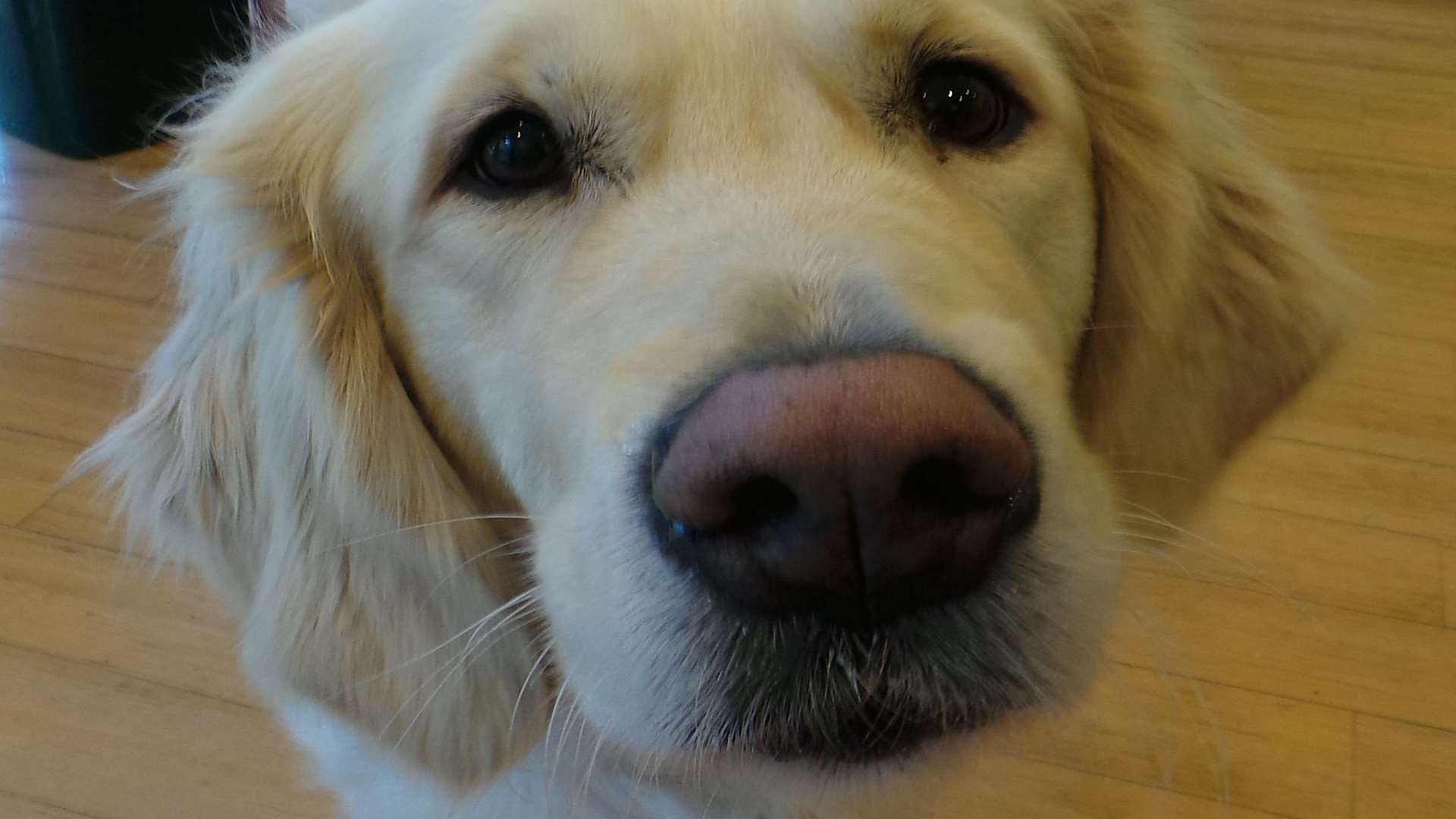 A number of guide dogs visited the branch in Tonbridge