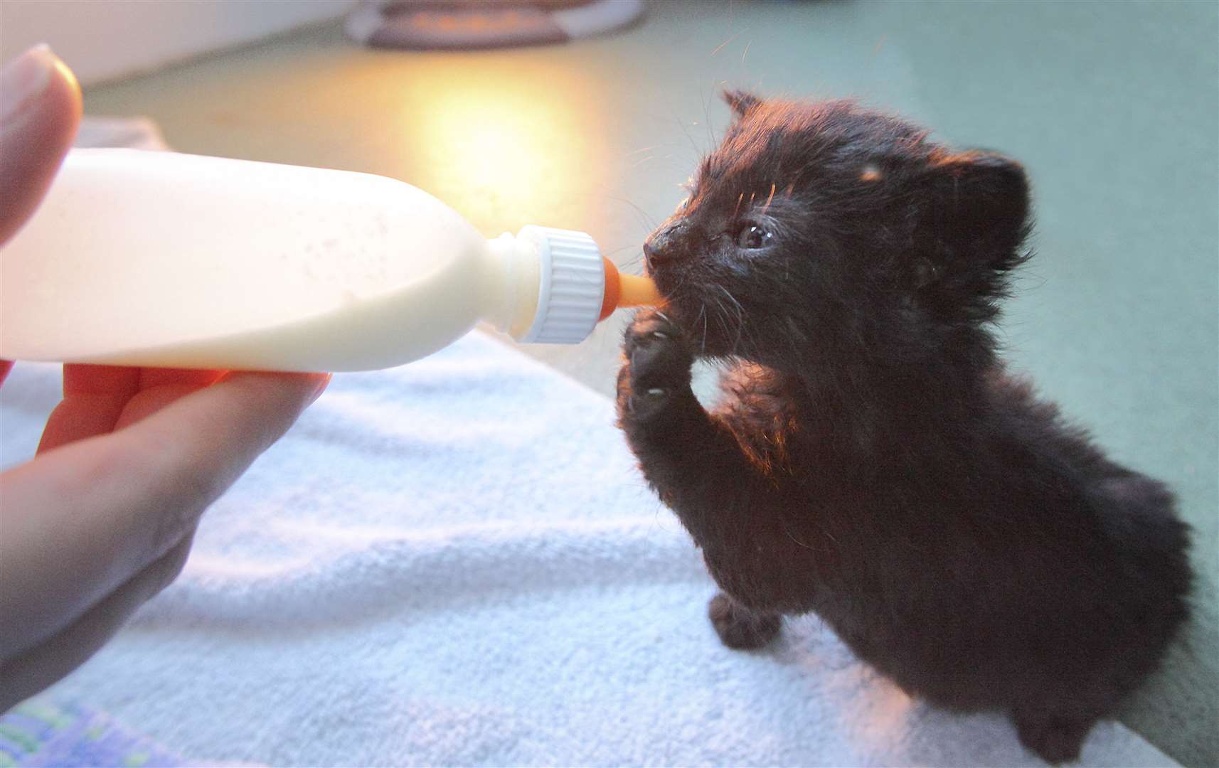 This kitten was found abandoned in the toilets of a Costa Coffee shop