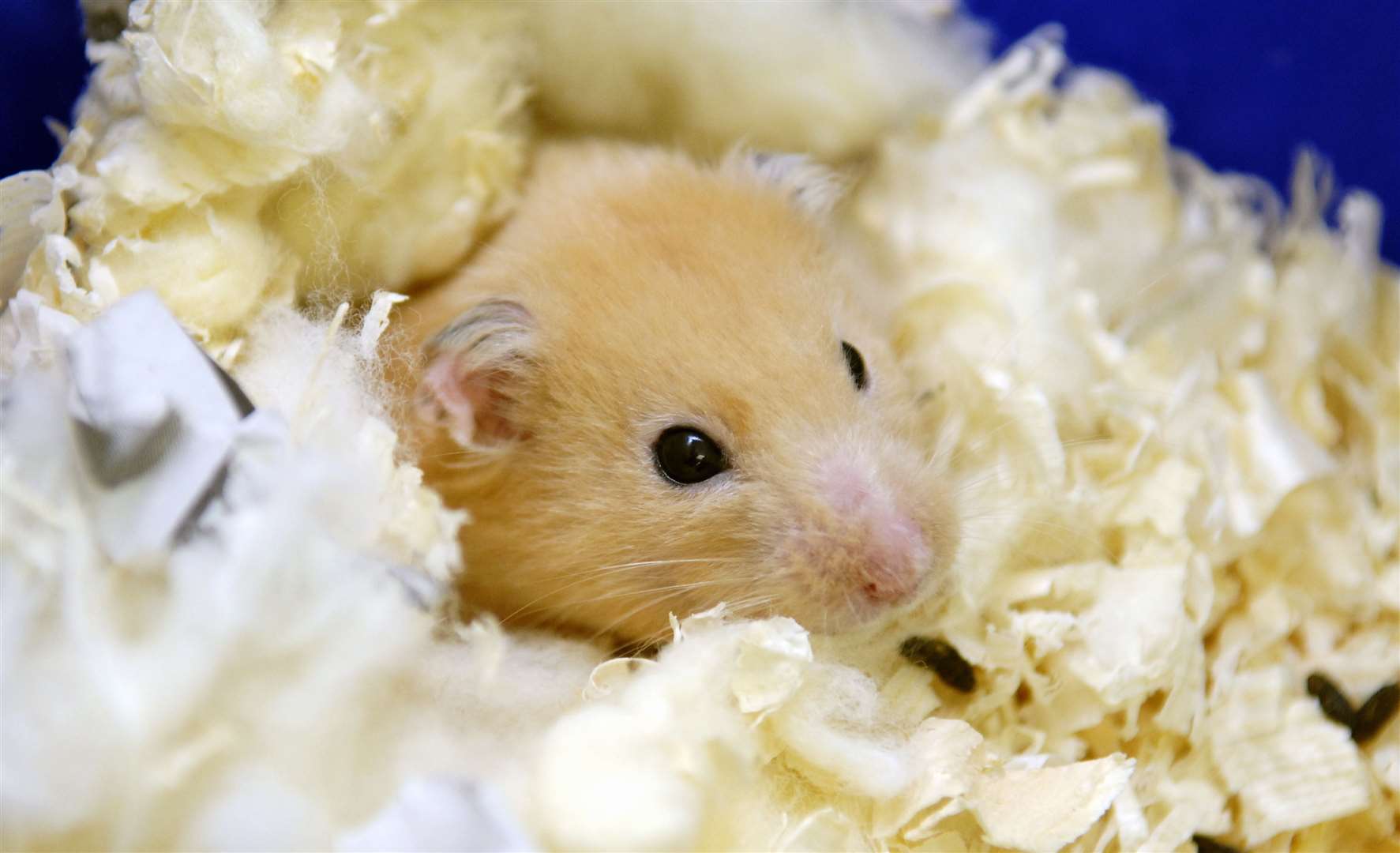 A hamster and fish were rescued from the house fire Picture: Matthew Reading