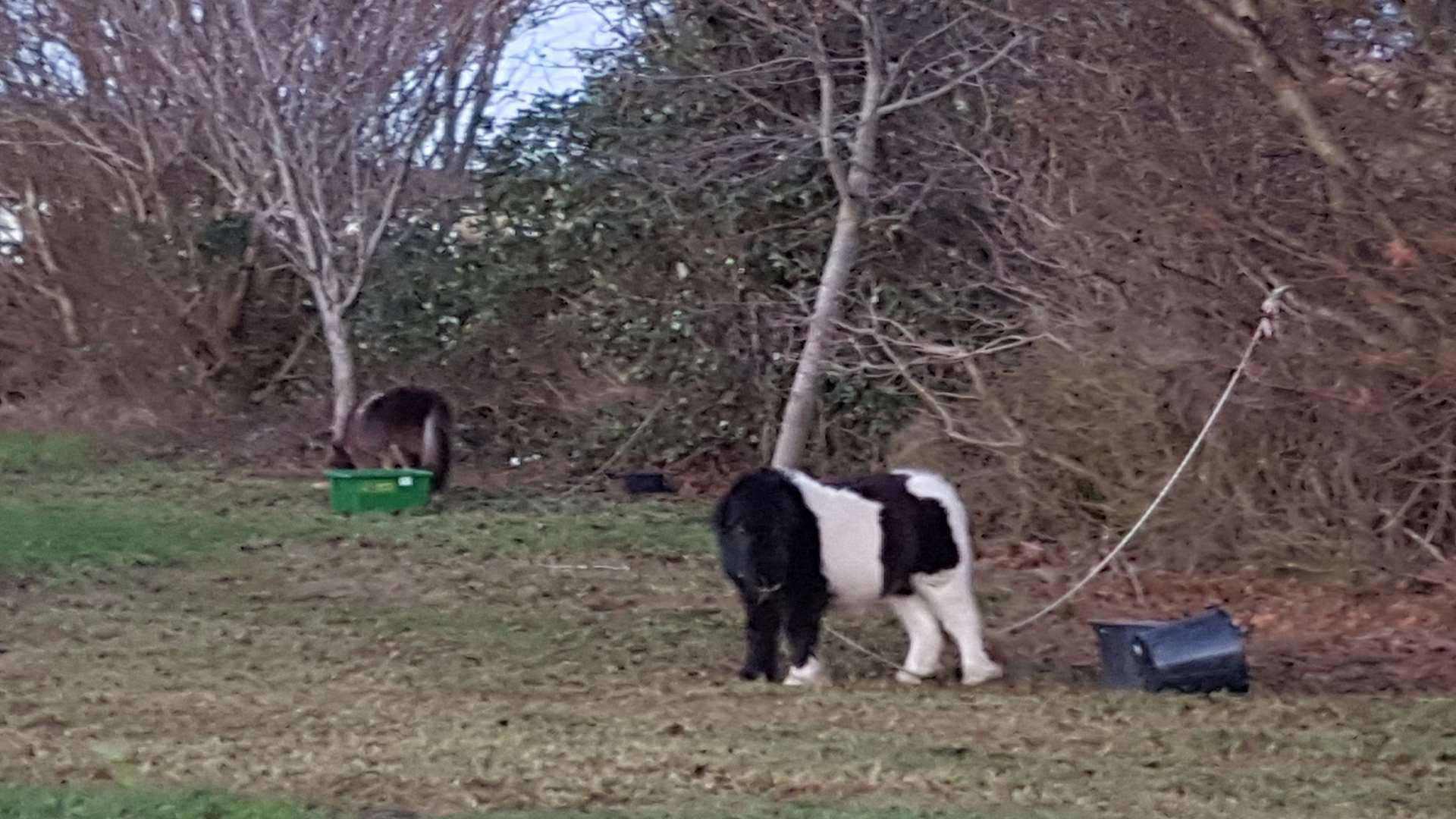 Travellers left a number of horses behind when they moved on from Cookham Wood on Boxing Day