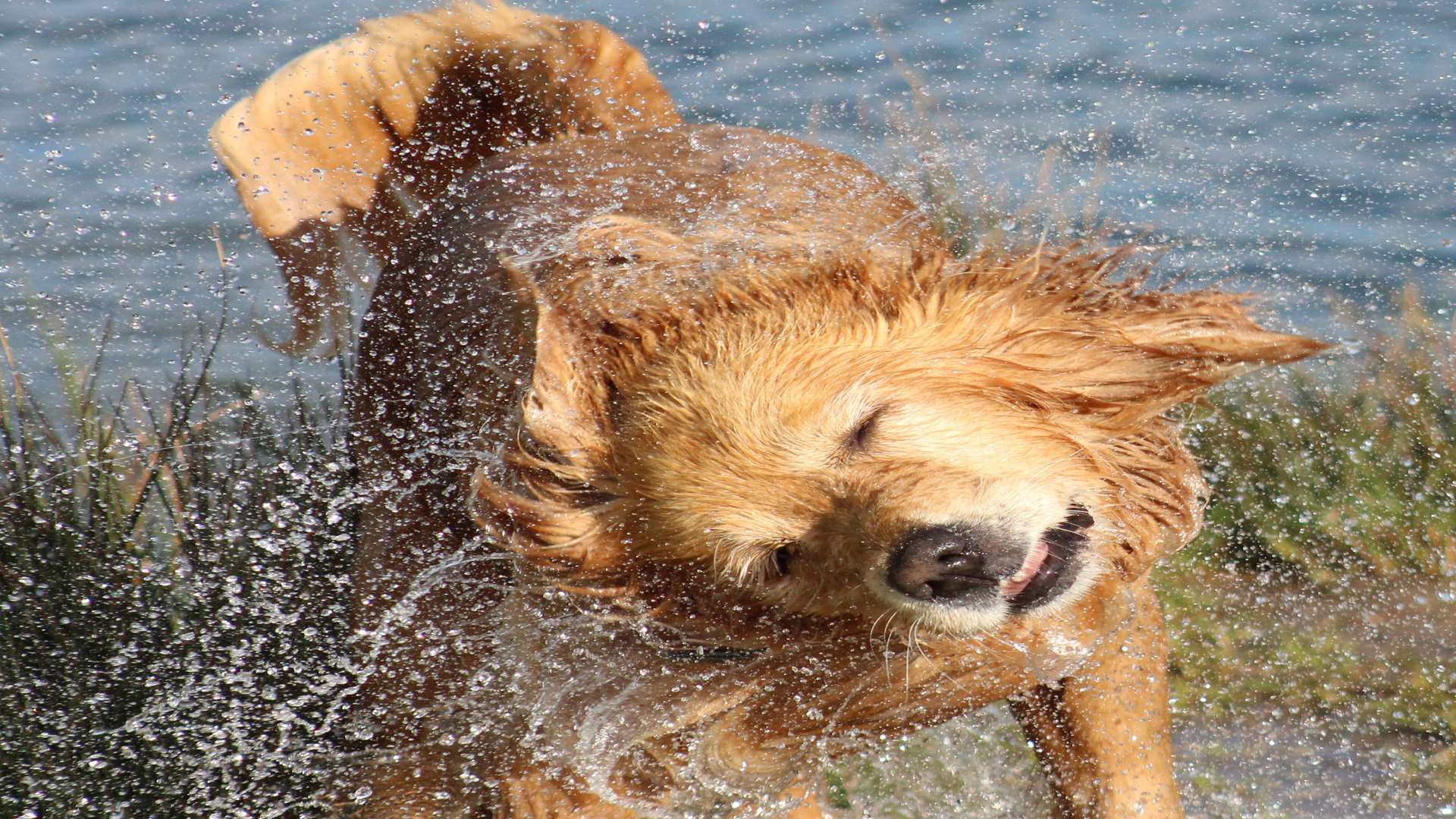 Elaine Beal's dog Dylan having a shake at Leybourne Lakes