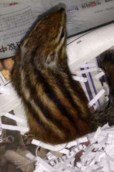 Chip the chipmunk who was found outside St Mary's Primary School in Western Avenue, Ashford