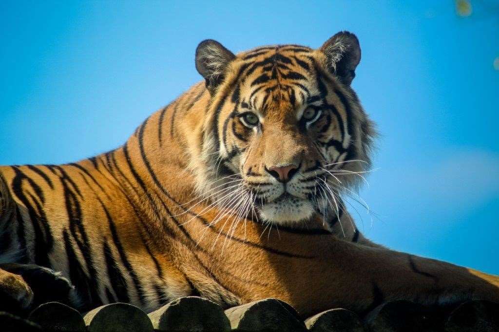 A male Sumatran tiger at Howletts