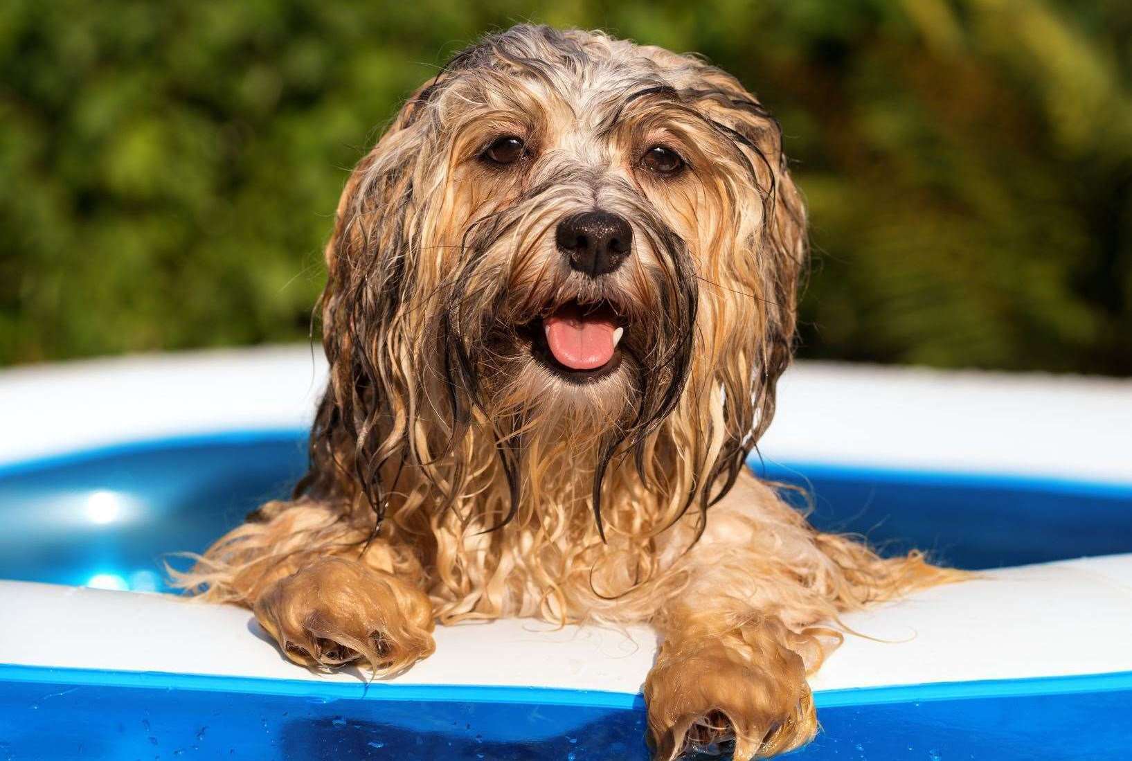 The BVA is reminding pet owners September’s late summer sun can pose a danger to pets. Image: iStock.