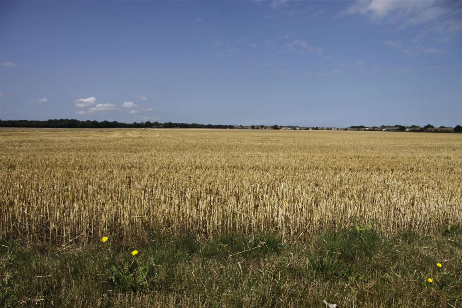 Campaigners want to protect the precious farmland around Birchington