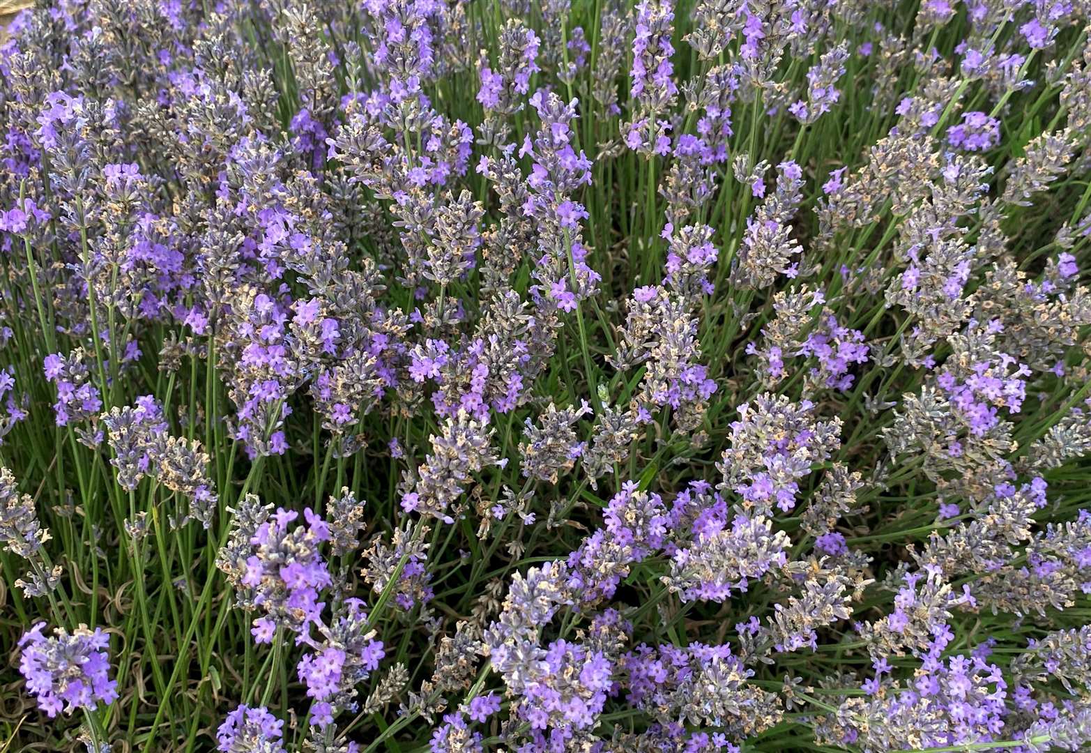 The flowers are in bloom from late June until late July