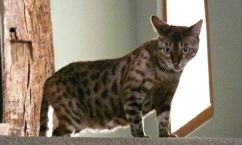 Missing Bengal cat Rosie.