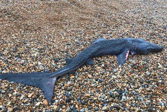 The dead creature at Deal Beach. Picture: Paul Shadbolt