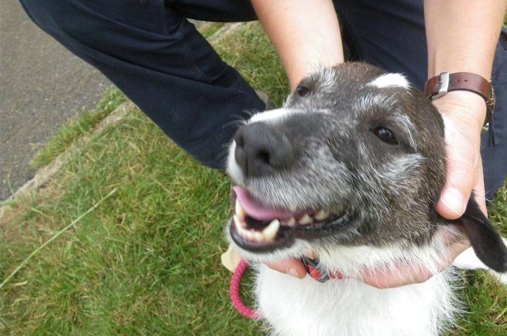 Jasper the Jack Russell