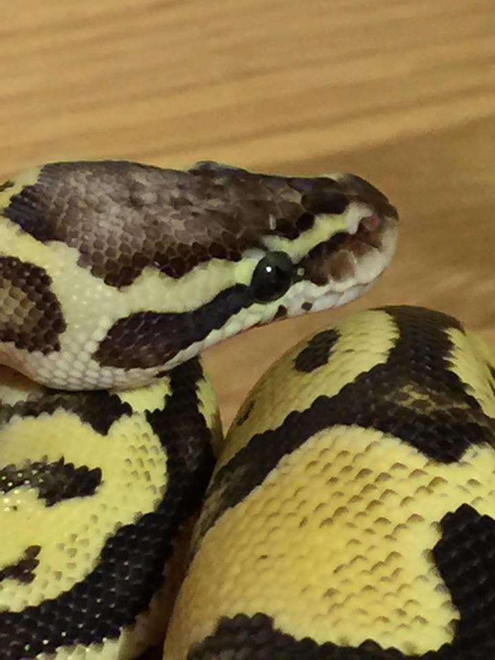 Ziggy is an 18 month old python, of Wakeley Road, Rainham (3305732)