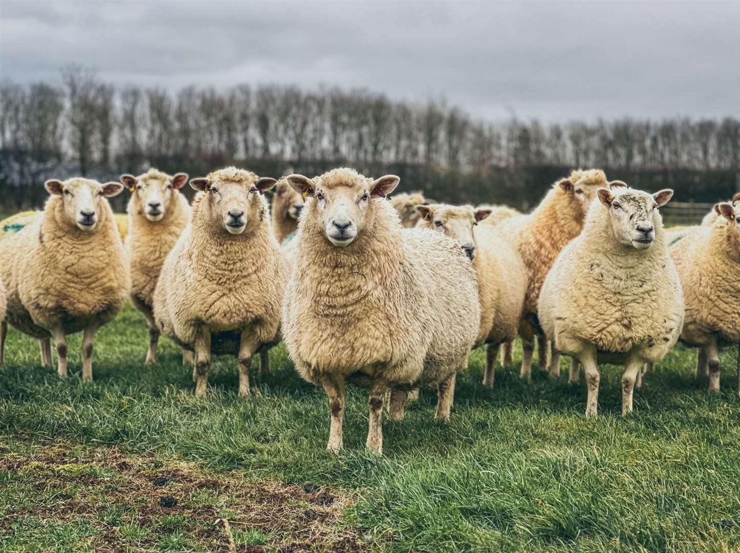 Sheep have also been culled across the UK after catching the disease. Picture: iStock