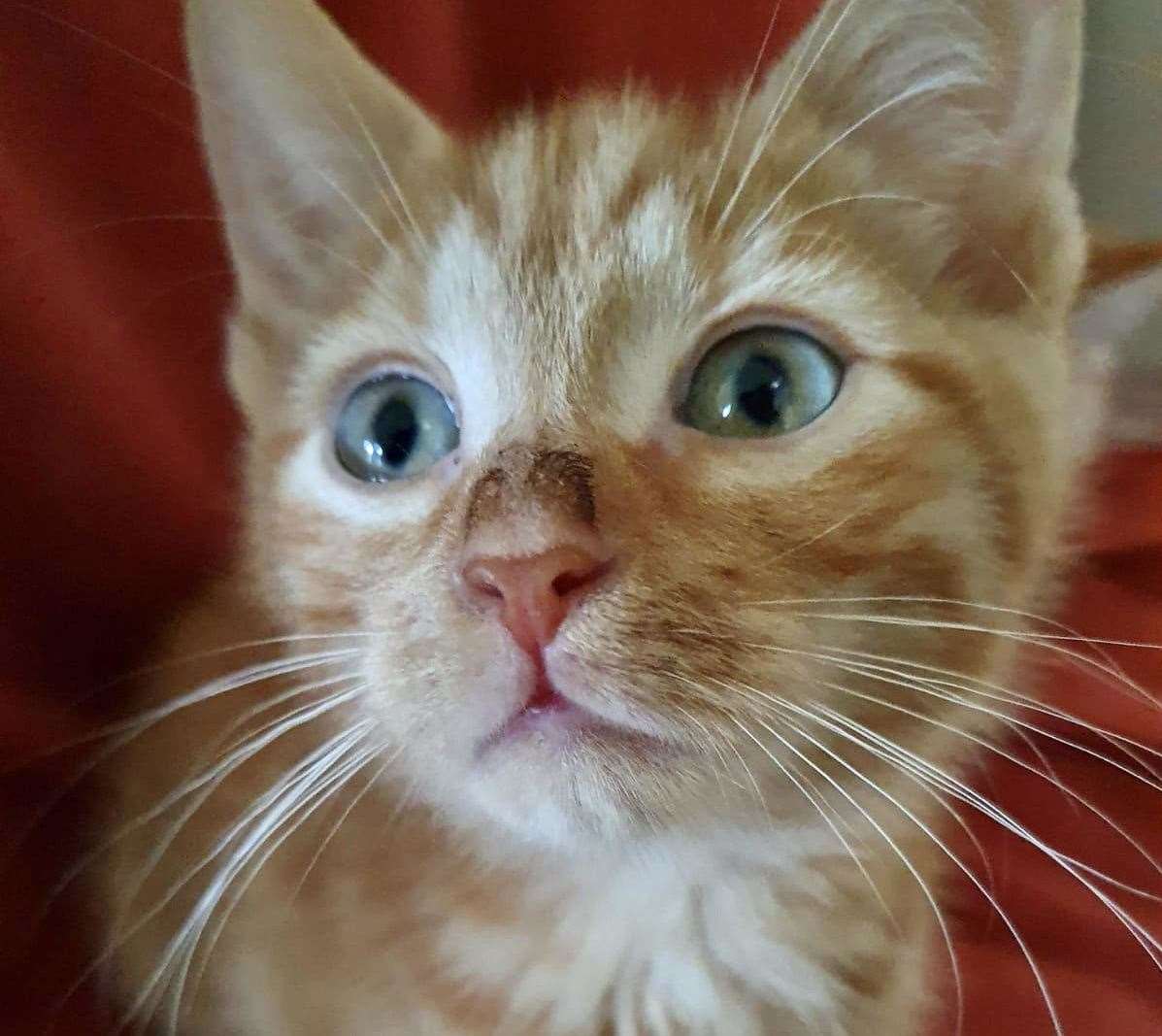 Four ginger kittens hare among 41 cats being cared for by RSPCA Canterbury. Picture: RSPCA Canterbury