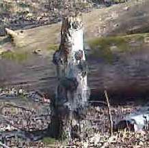 Reader Cliff Boulton was reminded of another animal when he saw this bit of a tree trunk in Pluckley woods